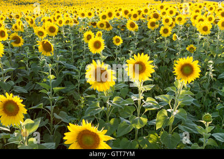 Sunflower field in bloom Stock Photo