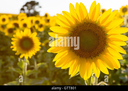 Sunflower field in full bloom Stock Photo