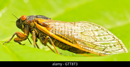A 2013 periodical cicadas, known as the Magicicada Brood II, lived underground in North Carolina for 17 years before emergence. Stock Photo