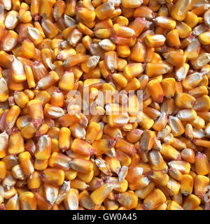 dried corn kernals Stock Photo
