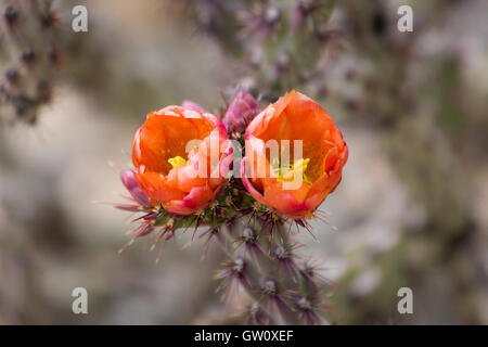 Two tulip prickly pear wildflowers blooming on a prickly pear cacuts. Gila River Canyon, Arizona