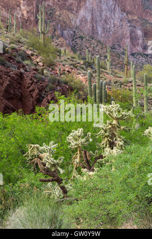 A cholla cactus growing among mesquite trees below a forest of saguaro cactus. Gila River Canyons, Arizona Stock Photo