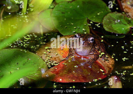 Calling male Peron's tree frog (Litoria peronii), St Ives, Sydney, New South Wales, Australia Stock Photo