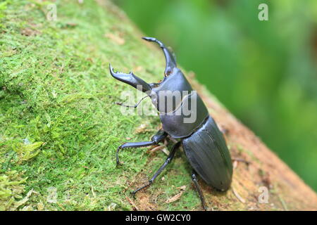 Dorcus metacostatus stag beetle in Amami Island, Japan Stock Photo