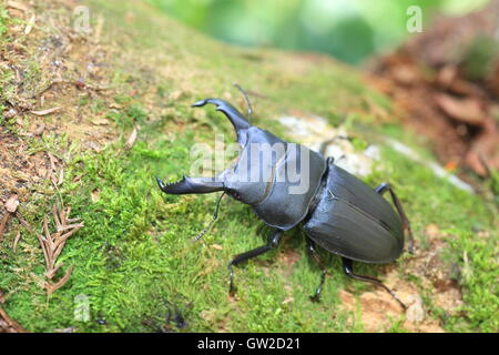 Dorcus metacostatus stag beetle in Amami Island, Japan Stock Photo