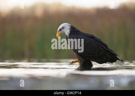 Bald Eagle / Weisskopfseeadler ( Haliaeetus leucocephalus ), hunting in shallow waters, low point of view, nice surrounding. Stock Photo