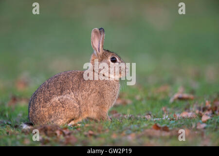 European Rabbit / Wildkaninchen ( Oryctolagus cuniculus ), adult, sitting on short grass in typical surrounding of a backyard. Stock Photo