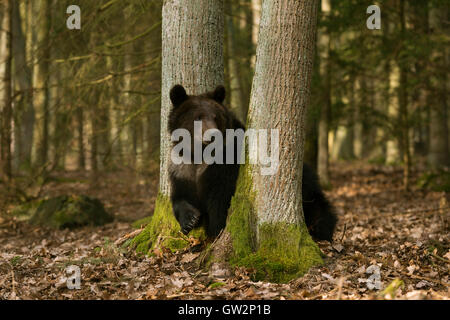 European Brown Bear / Europaeischer Braunbaer ( Ursus arctos ) stands between trees, watching around, showing its huge paw. Stock Photo