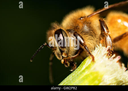 Honey Bee Macro Stock Photo