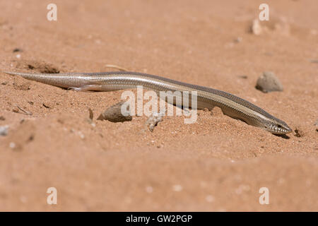 Small Three-toed Skink (Chalcides Minutus) Stock Photo