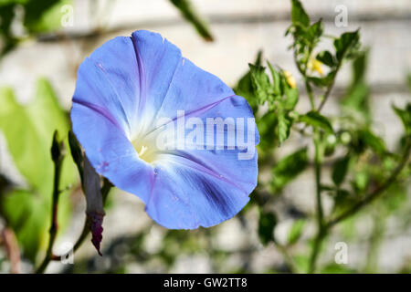 Morning Glory (Ipomoea tricolour 'Heavenly Blue') flower. Stock Photo