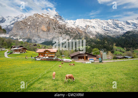 Cow and farmhouse with swiss alps snow mountain in background in Grindelwald, Switzerland.Livestock agriculture in Switzerland. Stock Photo