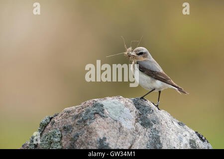 Northern Wheatear / Steinschmätzer ( Oenanthe oenanthe ) carrying nesting material in its beak, perched on a rock, careful bird. Stock Photo