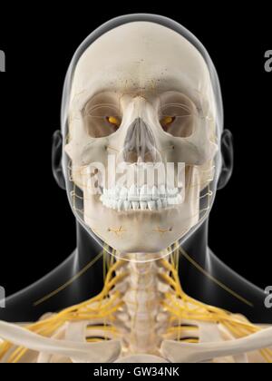 Human nervous system of the neck, illustration. Stock Photo