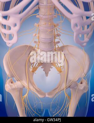 Human nervous system of the hip, illustration. Stock Photo