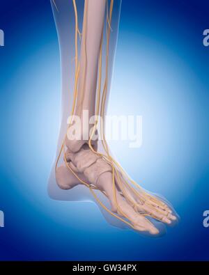 The nerves of the foot Stock Photo: 13198340 - Alamy