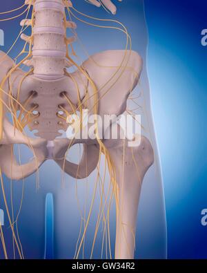 Human Pelvic Nerves, Illustration Stock Photo - Alamy