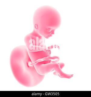 Human fetus age 20 weeks, illustration. Stock Photo