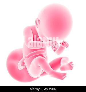 Human fetus age 38 weeks, illustration. Stock Photo