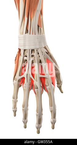 The muscles of the fingers Stock Photo - Alamy