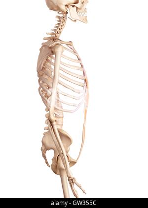 Human abdominal muscles, illustration.