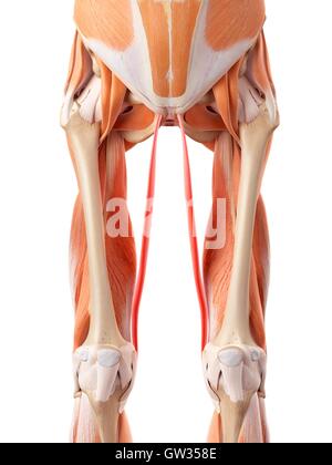 Human leg muscles, illustration. Stock Photo