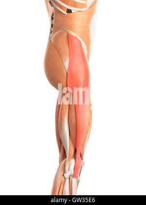 Tensor fascia lata hi-res stock photography and images - Alamy