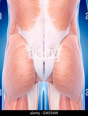Buttock Muscles Anatomy Stock Photo - Alamy