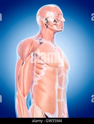 15,154 Upper Body Muscles Images, Stock Photos, 3D objects, & Vectors