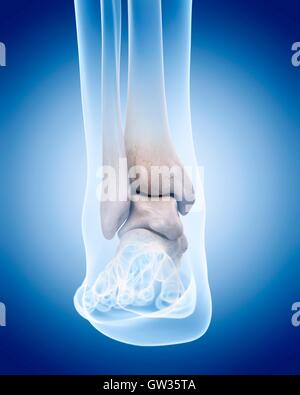 Human ankle bones, illustration. Stock Photo