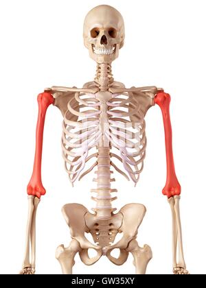 Human humerus bones, illustration. Stock Photo