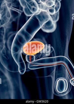 Human bladder, illustration Stock Photo - Alamy