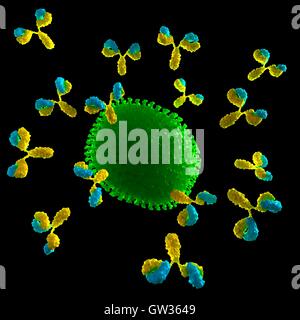 Virus being attacked by antibodies, illustration. Stock Photo