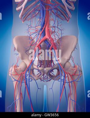 Vascular system of the abdomen and pelvis, illustration Stock Photo - Alamy