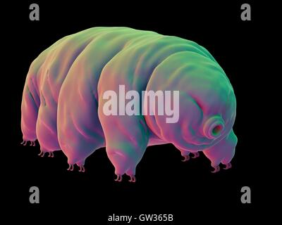 Water Bear (Tardigrade), Illustration Stock Photo - Alamy