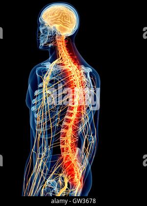 Human spinal nerve pain, illustration, Stock Photo