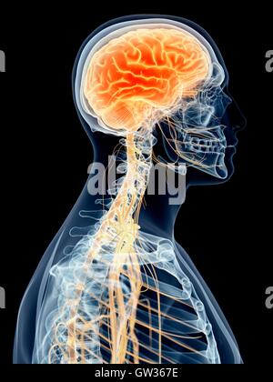 Human brain and cervical nerves, illustration, Stock Photo