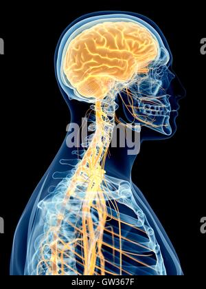 Human cervical nerves, illustration, Stock Photo