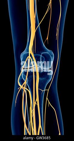 Human knee nerves, illustration. Stock Photo