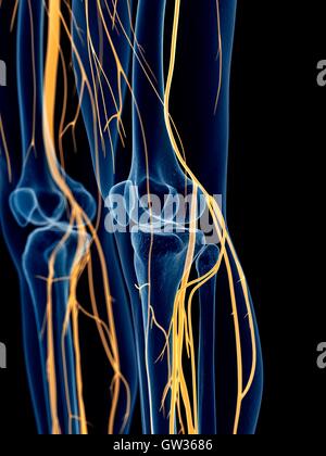 Human knee nerves, illustration. Stock Photo