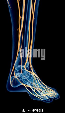 diagram of nerve endings in feet
