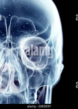 Human skull, illustration. Stock Photo