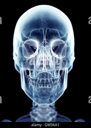 Human skull, illustration. Stock Photo