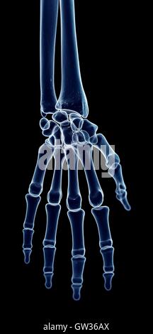 Human hand bones, illustration. Stock Photo