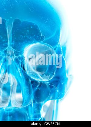 Human skull, illustration. Stock Photo