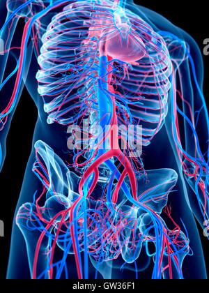 Circulatory system of the abdomen and pelvis, illustration Stock Photo ...