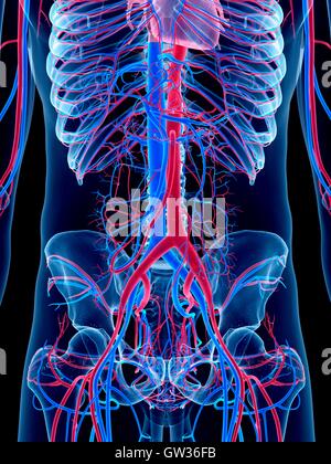 Abdominal vascular system, illustration Stock Photo - Alamy