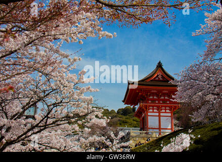 Cherry blossoms in Kyoto Japan Stock Photo