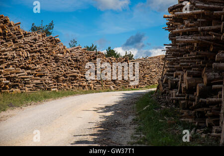 Tree logs Stock Photo