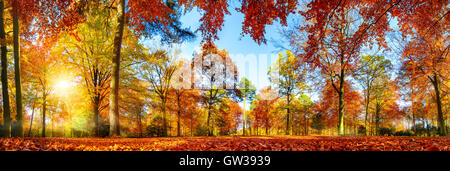 Panorama of colorful trees in a park in autumn, a lively landscape with the sun shining through the foliage Stock Photo